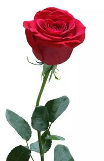 一个男人送三朵玫瑰花是什么意思 婚外情人一般送什么花