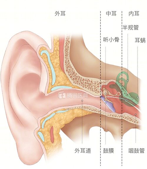 耳朵分为哪三部分