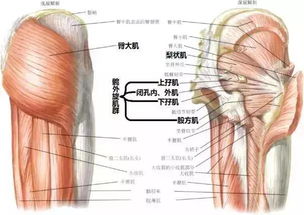 你好，请问o型腿是遗传的吗，真的可以靠绑矫正吗