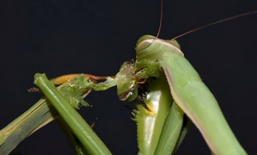 为避免交配后被吃掉,雄螳螂终于进化出特殊技能,看后感叹真暴力