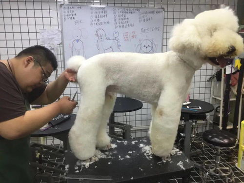 宠物美容师可以长期做吗