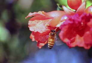 石榴花与小蜜蜂的故事