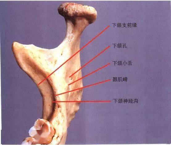 下颌隆突一针三麻图片