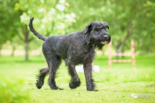 宠物推荐 9种不脱毛的大型犬