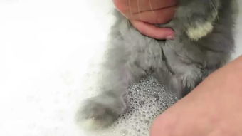 如何给兔子洗澡,才不会出问题 
