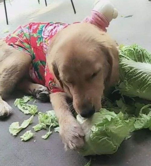 狗狗也会吃蔬菜水果,不单单是喜欢,还有这几点原因