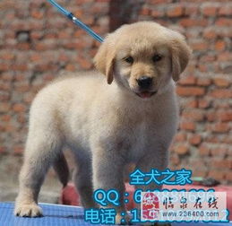 北京哪里出售纯种金毛全犬之家 