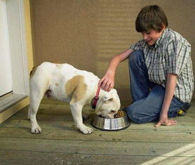 幼犬喂食不宜太饱