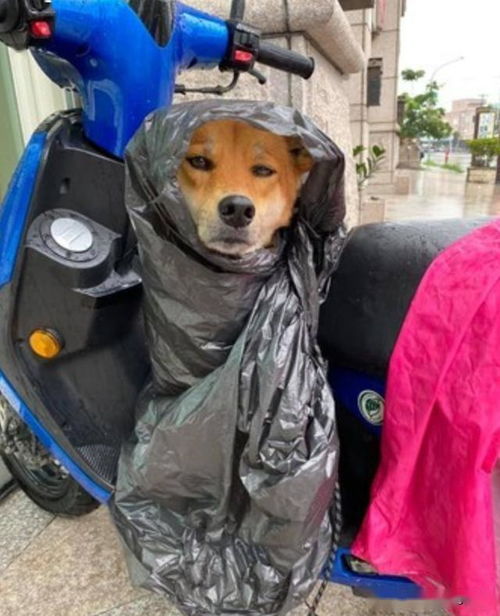 遛狗时突遇暴雨,主人用垃圾袋给它做雨衣,狗狗都要哭了