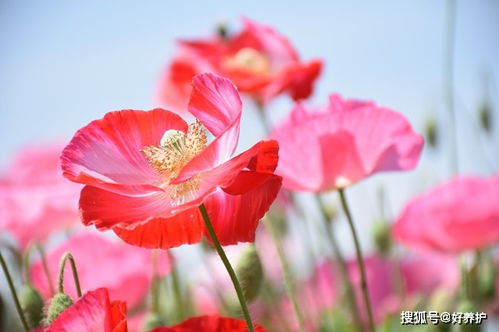 她家院子种了一种花,可一开花,却被邻居举报了