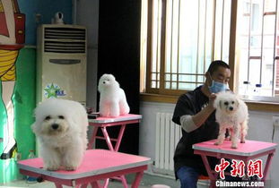 济南现 共享宠物狗 商业模式 引发社会热议