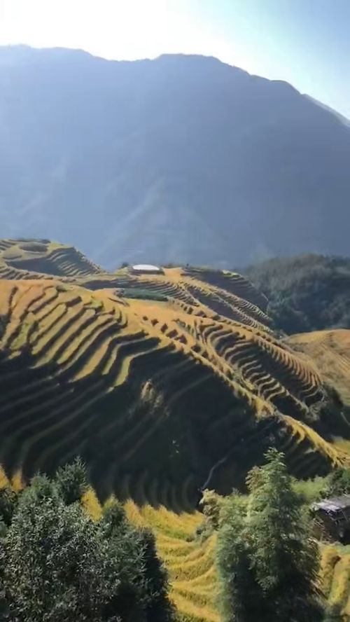 大山里走出来的姑娘 割稻谷去啰 金灿灿的稻谷 