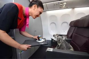今起,国内航线也能耍手机 德阳人将可给宠物买机票了 