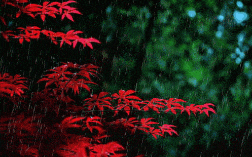 秋雨,是一夜流泪的诗