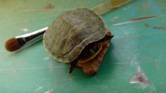 小乌龟会冬眠吗 