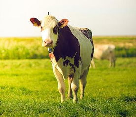 梦见在草地上放牛