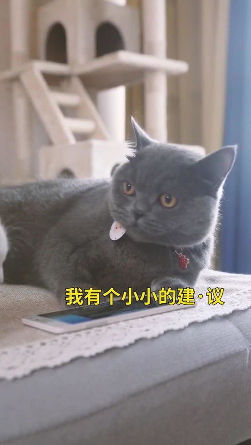 猫咪 卖萌叠词谁不会呀 