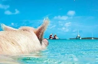 你见过猪在水里游泳吗 地球上最美的粉色海滩
