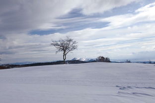 北海道是冬日里蔓延不尽的雪白,是夏日里斑斓美好的七彩 ,日本旅游攻略 马蜂窝 