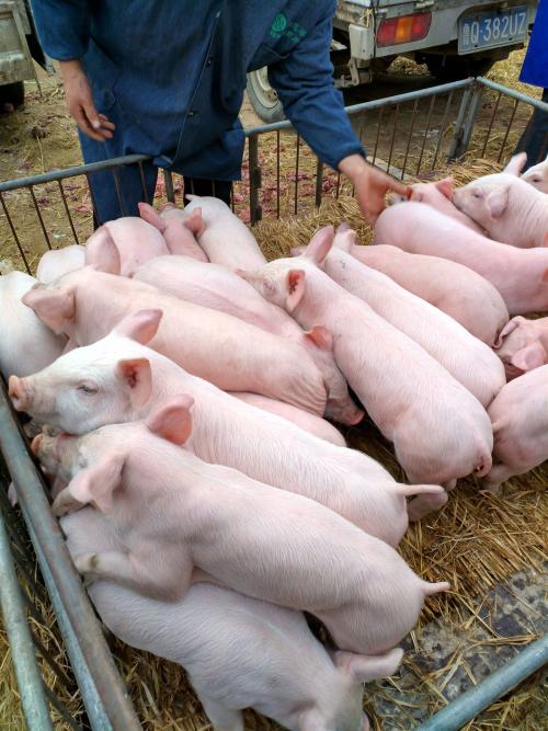 现在买猪崽100块一斤,能养吗 看农村小伙的真实养猪利润