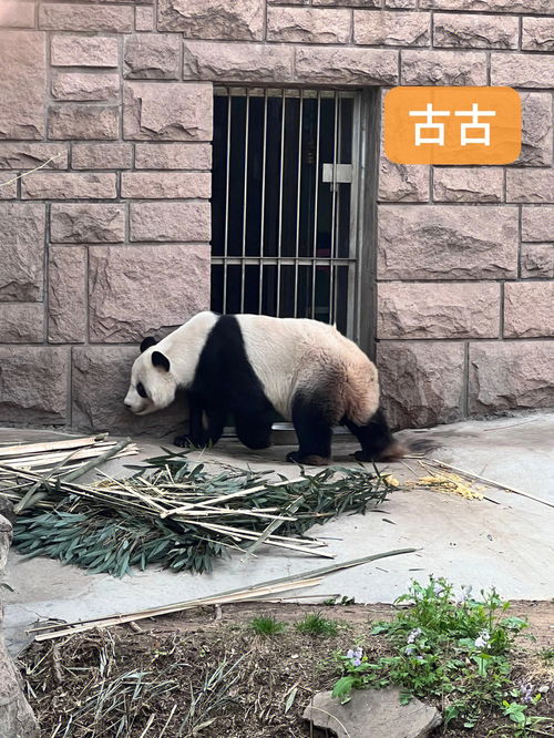 史上最寂寞熊猫,大熊猫的历史？(图2)