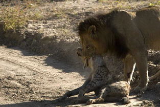 狮子大战鬣狗 锁喉后一幕让摄影师瞠目