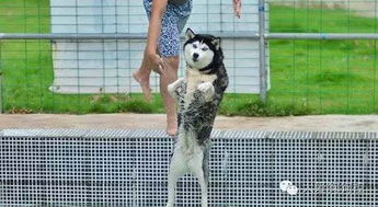 不小心掉进泳池后,这只狗狗反应让人笑疯了