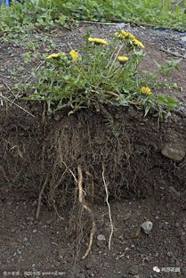 植物根系图 搜狗图片搜索