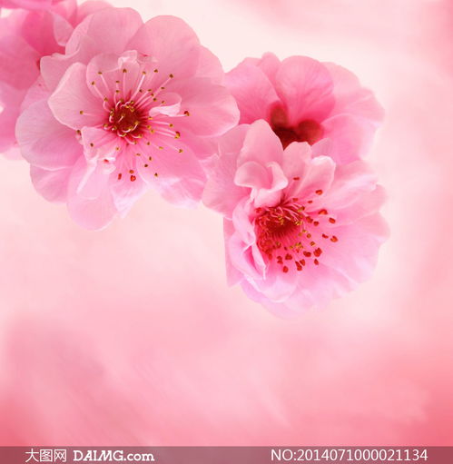 唯美的粉红色桃花摄影图片 