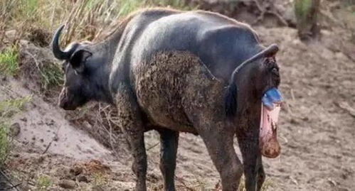 水牛产子像上厕所一样,也终于知道母水牛为什么要在泥巴里生宝宝