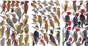 啄木鸟的外貌与特点 