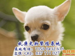广州狗场 广州哪里有卖吉娃娃犬 吉娃娃犬什么价格 吉娃娃犬图片 吉娃娃犬一只多少钱 吉娃娃犬好不好养 