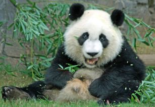 熊猫起名,UN大使邀你为熊猫起名 