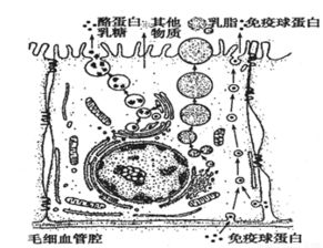 在生理活动过程中.能够产生水的细胞器是 ①内质网 ②线粒体 ③核糖体 ④叶绿体 ⑤中心体 A.①②③ B.①③④ C.②③④ D.③④⑤ 题目和参考答案 