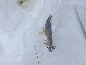 夏天家里老是有一种细长的爬行黑虫长约2cm,这是什么虫怎么消灭 