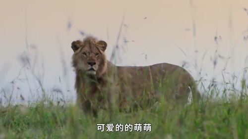 狮子偷袭平头哥,不料平头哥暴脾气上来,狮子瞬间变怂 