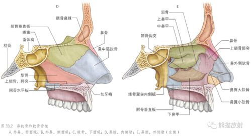 解剖丨鼻 鼻腔和鼻旁窦