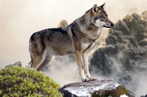 心理测试 4匹狼,哪个是狼王 测出你预测危机的能力有多强 