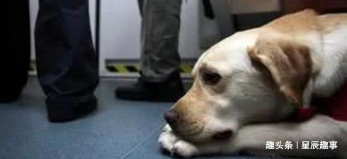 导盲犬跟老人上公交车却遭到女子指责,司机的话得到了大家的支持