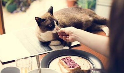对猫咪吃面包的灵魂三问 能吃吗 为什么喜欢吃 要注意什么
