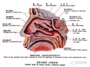 为什么古人类头骨鼻腔是堵死的