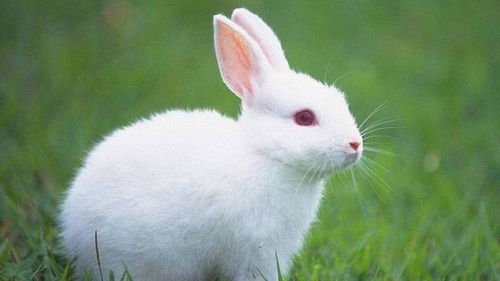 兔子认主人的表现,兔子认主人的表现?怎么判断兔子认主人