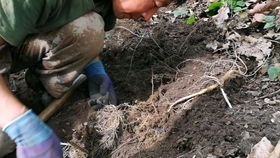 村民树下发现人参,和树根长一起太难挖,把头 苔藓树容易出大货