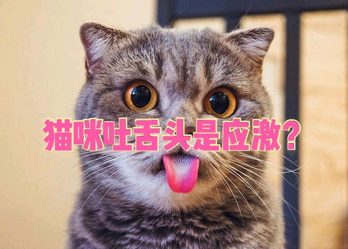 猫咪应激反应吐舌头怎么办