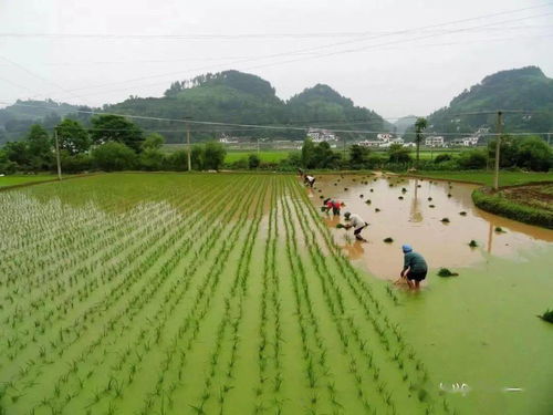 二十四节气芒种