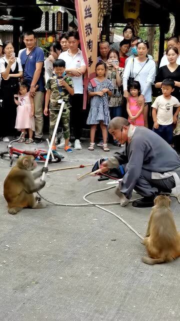 猴子的演技真到位,这是怎么训练出来的,为什么猴子对枪这么敏感 