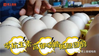 鸡蛋里也有抗生素 每日一蛋的昆明人如何拒绝日积月累的抗生素鸡蛋