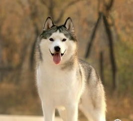 阿拉斯加雪橇犬和哈士奇犬有什么区别 