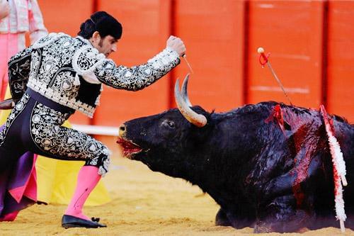 西班牙斗牛节 每年被杀死的牛大约有25200头