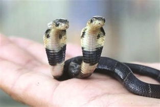 广西一动物园惊现双头蛇 总是自己打自己